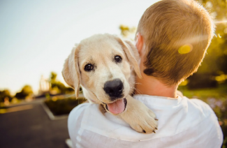 Собаки могут защитить от коронавирусной инфекции!