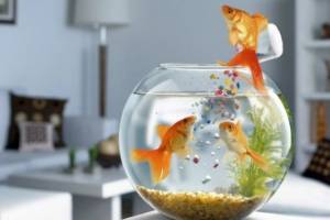 Как аквариум по фэн-шуй может улучшить энергетику вашего дома