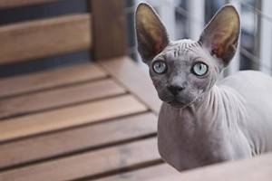13 убедительно милых фактов о кошках-сфинксах