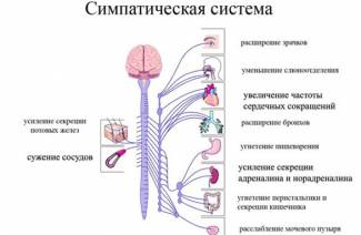 Симпатическая нервная система