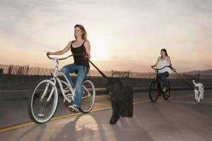 Как ездить на велосипеде с собакой