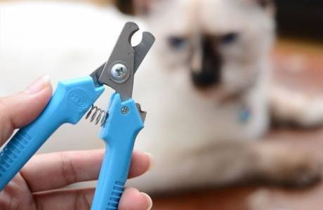 Как подстричь когти кошке и котенку