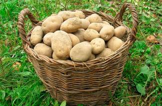 Ранние сорта картофеля