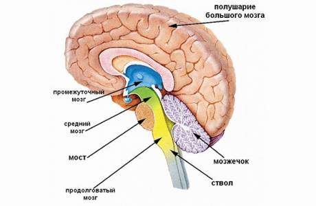 Парасимпатическая нервная система