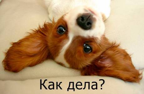 Смешные и остроумные ответы на вопрос «Как дела?»