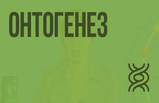 Что такое онтогенез
