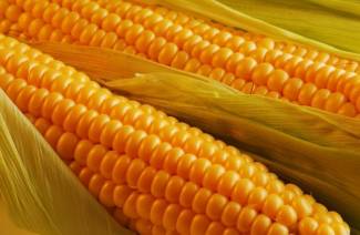 Польза вареной кукурузы