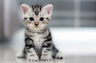 Как ухаживать за котенком