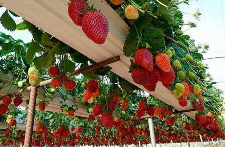Теплица для клубники