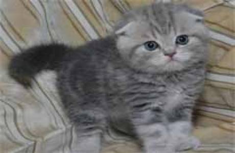 Как приучить котенка к лотку