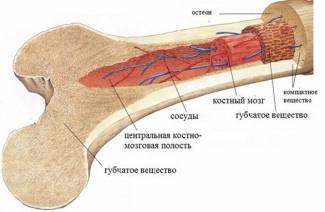 Как стать донором костного мозга