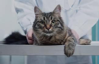 Хламидиоз у кошек