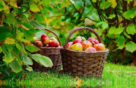 Что делать если на яблоне скручиваются листья