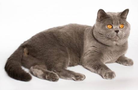 Чумка у кошек