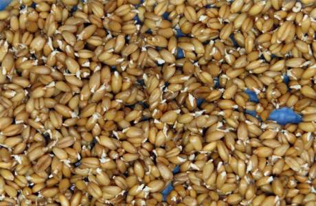 Как прорастить пшеницу