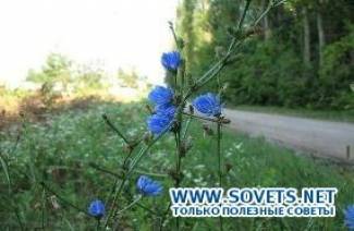 Польза и вред цикория