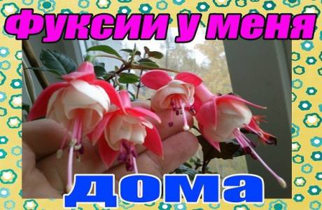Фуксия – выращивание и уход в домашних условиях