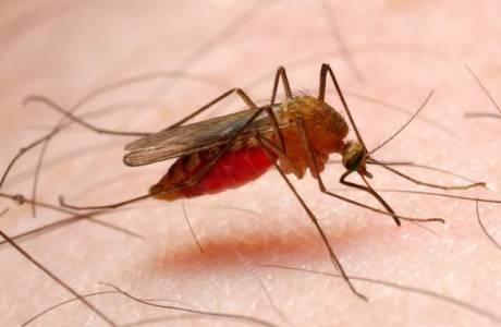 Возбудитель малярии