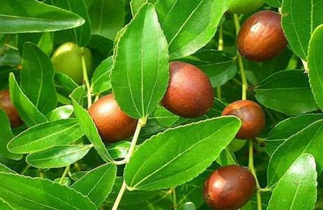 Унаби китайский финик