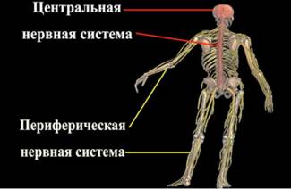 Периферическая нервная система