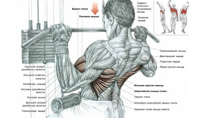 Какие мышцы задействуются при упражнениях