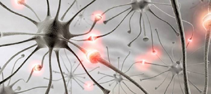 Взаимодействие нейронов и синапсов: гормоны
