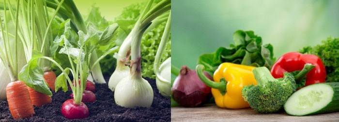 Овощи и зелень содержат медленный источник энергии