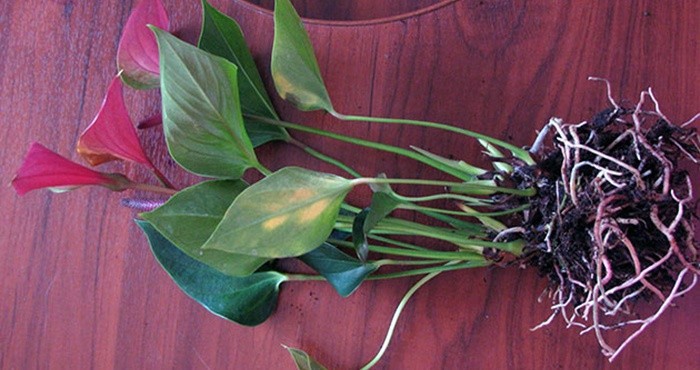 Anthurium цветок как ухаживать в домашних 129