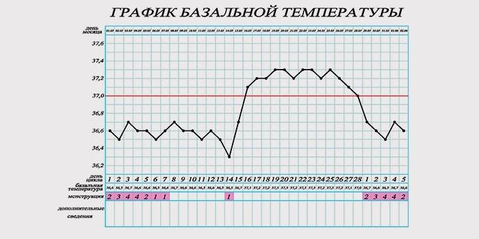 График базальной температуры для определения беременности