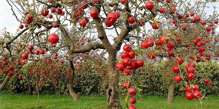 Поражение плодов и листьев яблони паршой