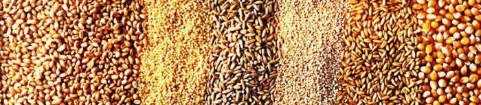 Оболочка зерна - основной компонент клетчатки