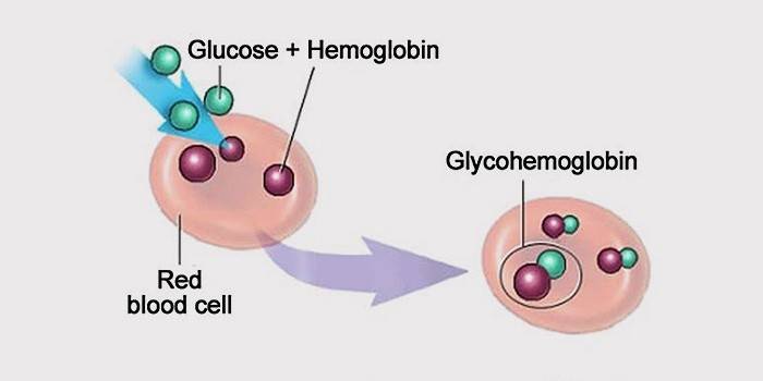 Что такое гликозилированный гемоглобин