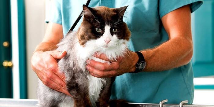 Диагностика мочекаменной болезни у кота