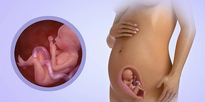 Развитие плода на шестом месяце беременности