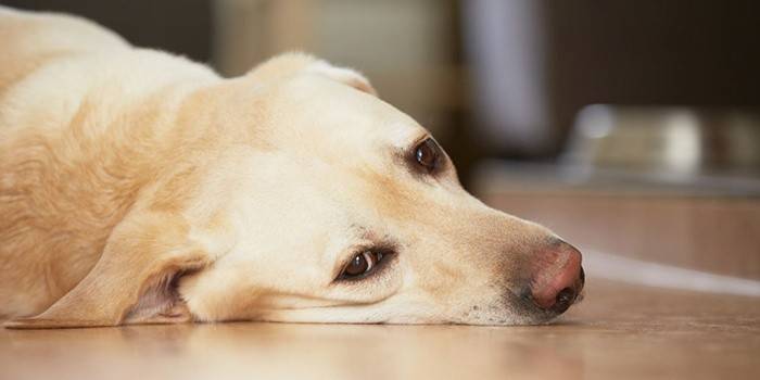 У собаки сильно урчит живот после отравления