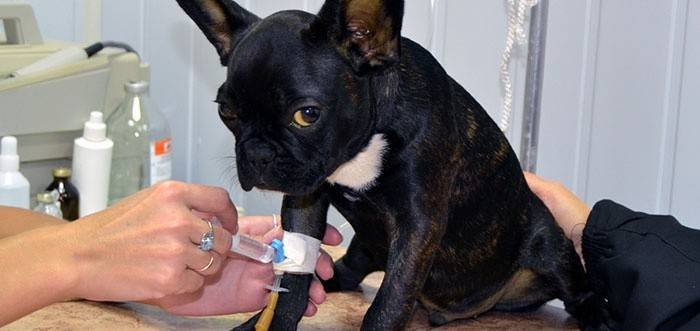 Ветеринар делает собаке укол