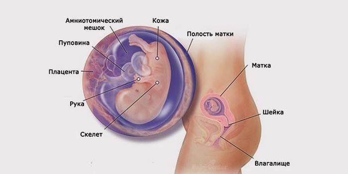 Развитие ребенка беременности на 3 месяце