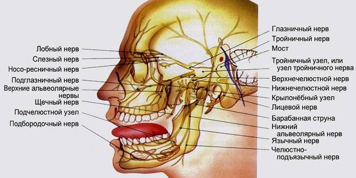 Расположение нервов у человека