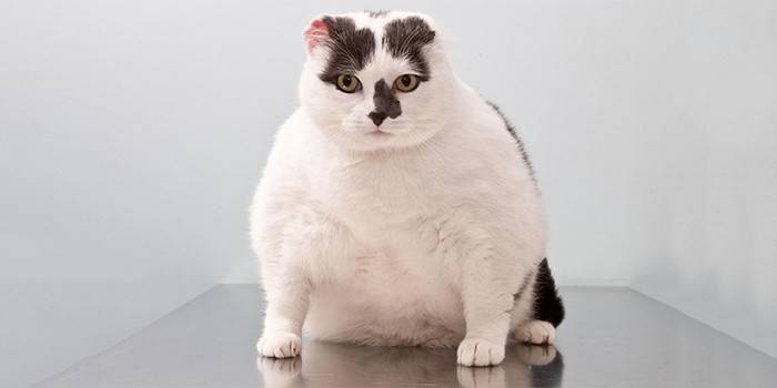 Кот, больной ожирением