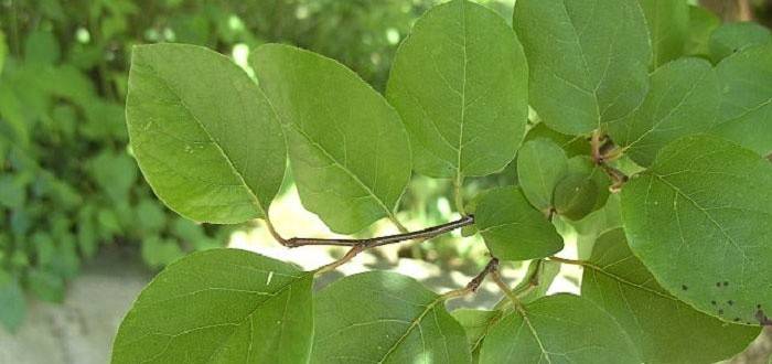 Применение листьев айвы при диабете