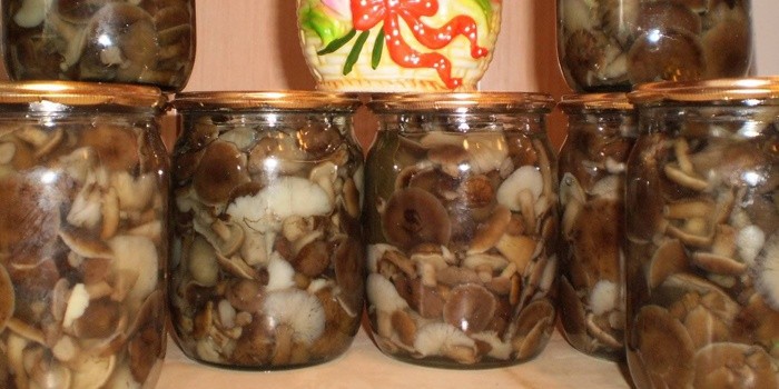 Маринованные подосиновики в рассоле