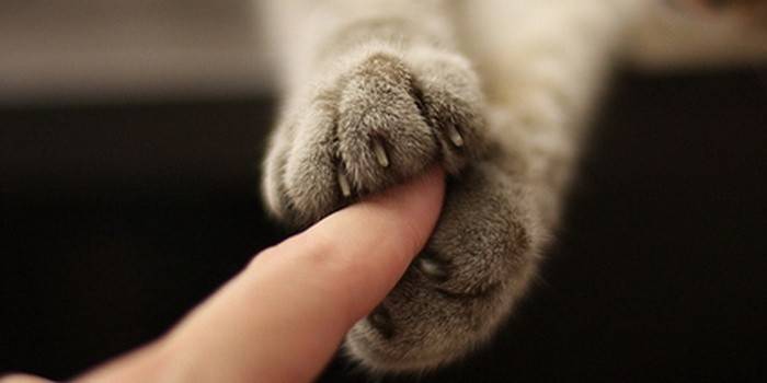 пальцы у кота