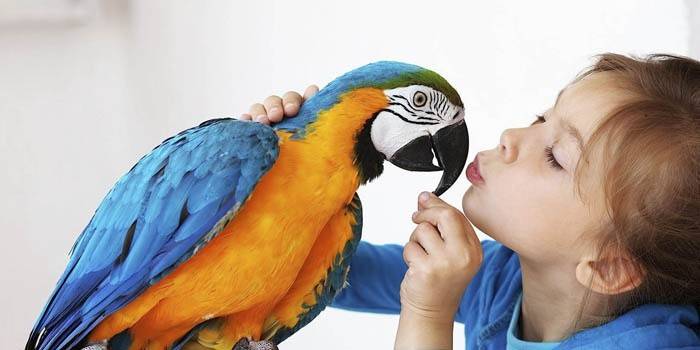 Правила обучения попугаев разговору