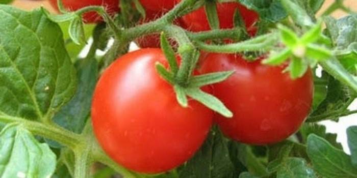 Режим полива томатов