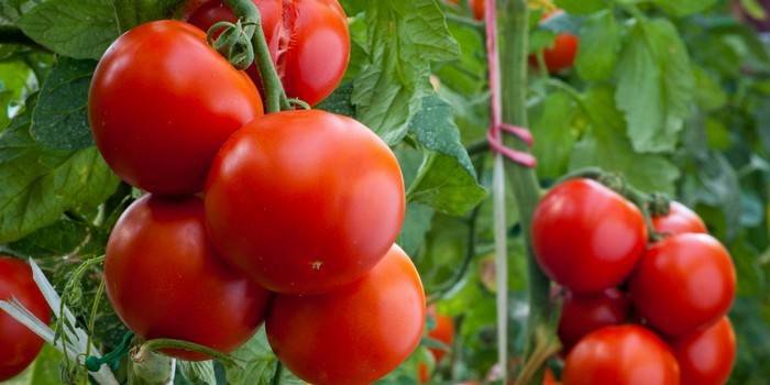 Как выращивать и ухаживать за помидорами в теплице?