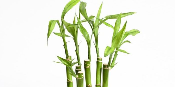 Цветок домашний бамбук как ухаживать 113