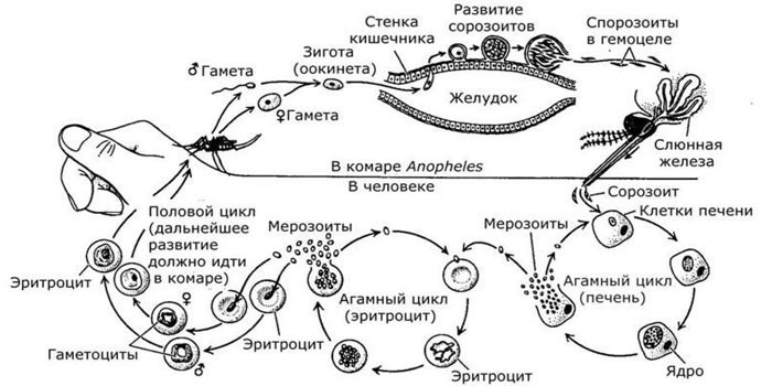Схема жизненного цикла малярийного плазмодия