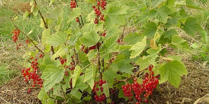 Куст красной смородины