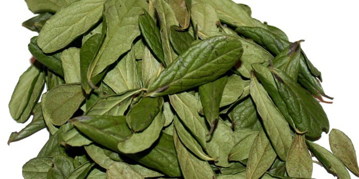 Листья брусники