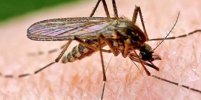 Малярийный комар на коже человека